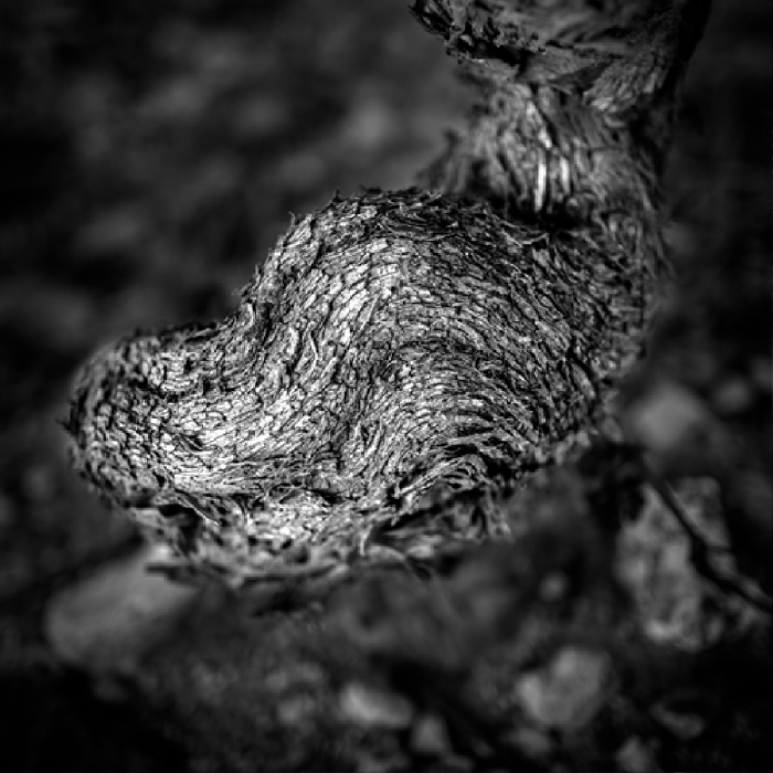 vines Domaine de Terres Blanches