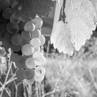 sancerre, bellechaume, sauvignon